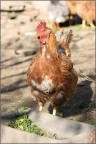 Sei un pollo! Sei un pollo!