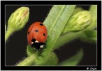 Coccinella