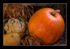 orto autunnale orto autunnale