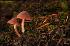 Due piccoli funghi Due piccoli funghi