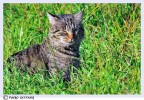 felino felino