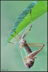 Metamorfosi di un ortottero. Metamorfosi di un ortottero.