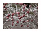 Il generale inverno Il generale inverno
