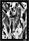 Disegno Disegno