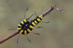 Acronicta Alni Acronicta Alni
