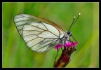 Aporia Aporia