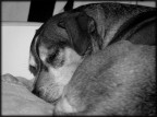 Let me sleep Let me sleep