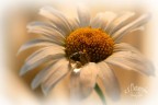 Pensiero primaverile Pensiero primaverile