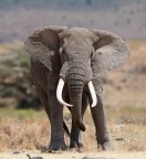 A tu per tu con... un Elefante! A tu per tu con... un Elefante!