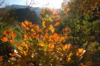 colori d'autunno colori d'autunno
