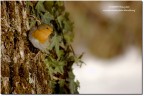 Pettirosso(Erithacus rubecula)