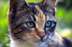 Gattone Gattone
