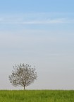 Solitario