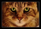 occhi di gatto occhi di gatto