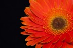 Flower Flower