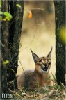 Caracal