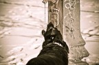 Dog drinking water Dog drinking water
