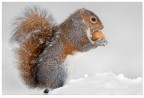 Squirrel Squirrel