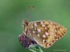 Argynnis aglaja (mesoacidalia)