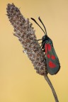 ZYGAENA ZYGAENA
