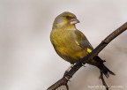 Verdone comune(Carduelis chloris chloris)