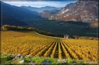 Cabernet sauvignon. Cabernet sauvignon.