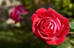 Rosa Rosa