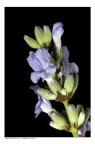 Lavanda Lavanda