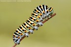 Papilio machaon - il bruco
