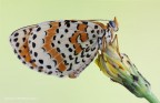 Melitaea Didyma