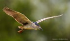 Nitticora (Nycticorax nycticorax) Nitticora (Nycticorax nycticorax)