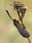 zygaena3 zygaena3
