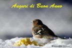Buon Anno...!!! Buon Anno...!!!