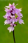 BUON 2011 - Dactylorhiza maculata BUON 2011 - Dactylorhiza maculata
