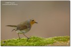 Pettirosso(Erithacus rubecula) Pettirosso(Erithacus rubecula)