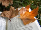 Parole al vento... Parole al vento...