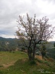 Albero Albero