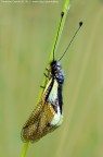 Ascalafo (Libelloides latinus) Ascalafo (Libelloides latinus)