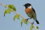 saltimpalo (Saxicola torquata) saltimpalo (Saxicola torquata)