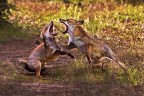 furie rosse furie rosse