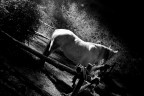 Cavallo in ombra Cavallo in ombra