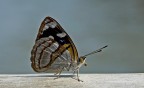 mariposa mariposa