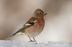 Fringuello (Fringilla coelebs)