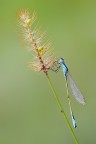 Damigella Damigella