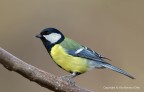 Cinciallegra (Parus major)