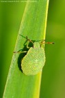 Ninfa - Palomena prasina Ninfa - Palomena prasina