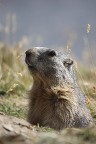 Marmotta PNGP 2010