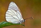 Aporia Aporia
