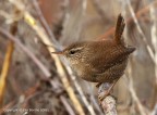 Scricciolo comune (Troglodytes troglodytes) ambientato Scricciolo comune (Troglodytes troglodytes) ambientato