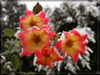 Rosa d'inverno. Rosa d'inverno.